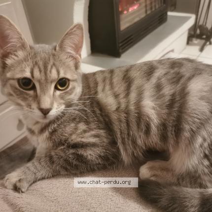 Photo 1/1 IROISE Chat perdu à Saint helene bondeville