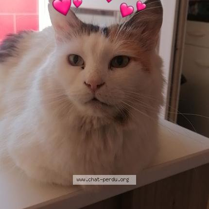 Photo 1/1 Yocky Chat perdu à Avignon