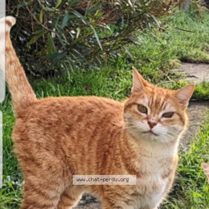 Photo 1/1 Chat retrouvé Perdu à La chapelle des marais
