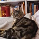 Photo de chat perdu à Cebazat