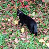 Photo de chat perdu à Lagnieu