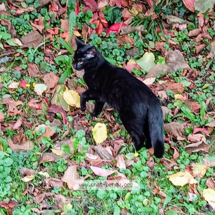 Photo 1/1 Chat retrouvé Perdu à Lagnieu