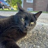 Photo de chat perdu à Warren