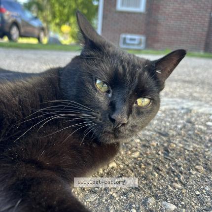 Photo 1/1 Apollo Chat perdu à Warren