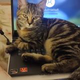 Photo de chat perdu à Noisy Le Grand