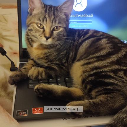 Photo 1/1 Joy Chat perdu à Noisy le grand