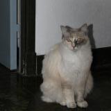 Photo de chat perdu à Soual