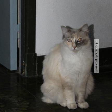 Photo 1/1 Yuna Chat perdu à Soual