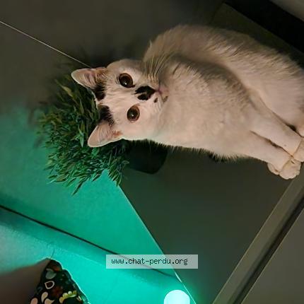 Photo 1/1 Chat retrouvé Perdu à Dreux