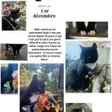 Photo de chat perdu à Fourmies