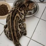 Photo de chat perdu à Le Haillan