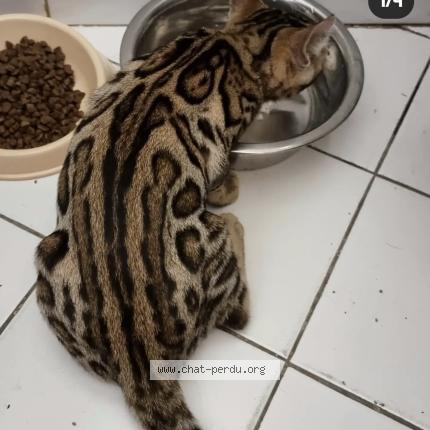 Photo 1/1 Tsuky Chat perdu à Le haillan