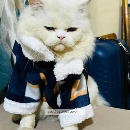 Photo 1/1 Peach Chat perdu à Dewas