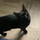 Photo de chat perdu à Cachan