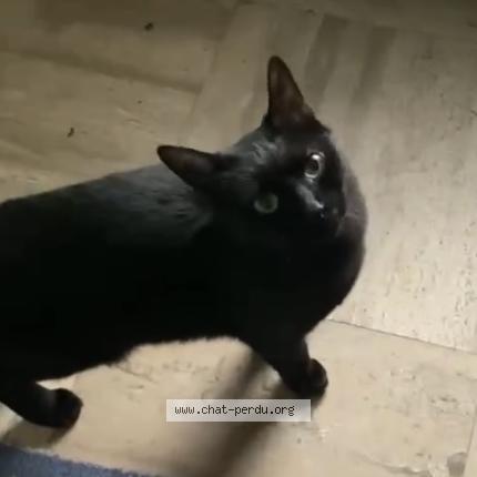 Photo 1/1 Didi Chat perdu à Cachan