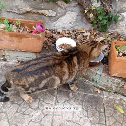 Photo 2/3 Chat trouvé Trouvé à Argenteuil