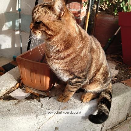 Photo 3/3 Chat trouvé Trouvé à Argenteuil