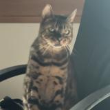 Photo de chat perdu à Saint Cheron