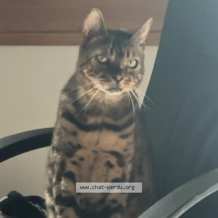 Photo 1/1 Baguette Chat perdu à Saint cheron