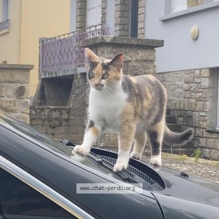 Photo 1/1 Tina Chat perdu à Pouldergat