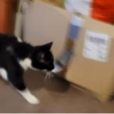 Photo de chat perdu à Argentan