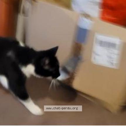 Photo 1/1 Mazikeen Chat perdu à Argentan