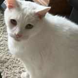 Photo de chat perdu à Davenport