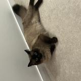 Photo de chat trouvé à Rambouillet