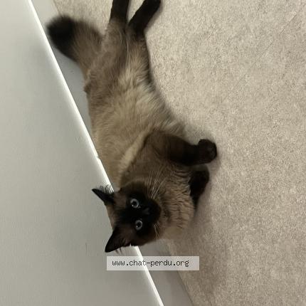 Photo 1/1 Chat retrouvé Trouvé à Rambouillet