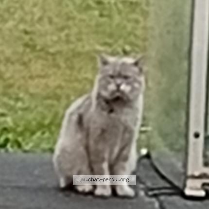 Photo 1/1 Chat trouvé Trouvé à Saint etienne