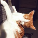 Photo de chat perdu à Garganvillar