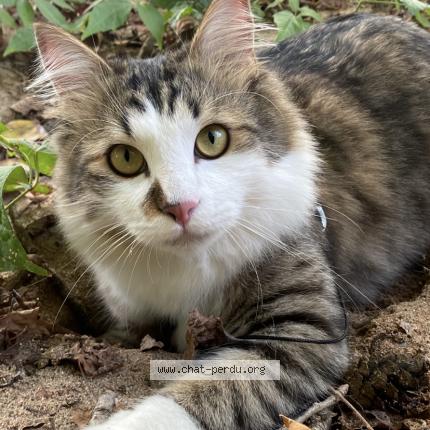 Photo 1/1 Marley Chat perdu à Brive la gaillarde