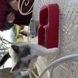 Photo de chat trouvé à Esparron