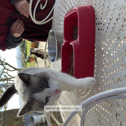Photo 1/1 Chat trouvé Trouvé à Esparron