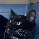 Photo de chat trouvé à Asnieres