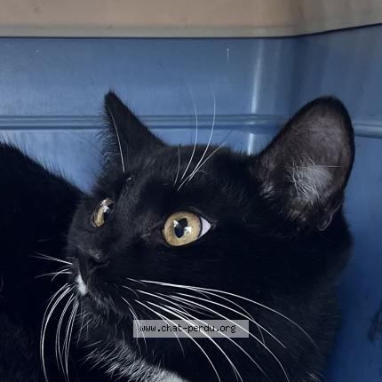 Photo 1/1 Chat trouvé Trouvé à Asnieres