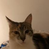 Photo de chat perdu à Villepinte