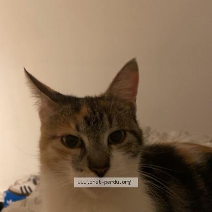 Photo 1/1 Mimi Chat perdu à Villepinte