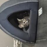 Photo de chat perdu à Puyoo