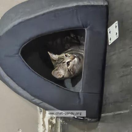 Photo 1/1 Minette Chat perdu à Puyoo