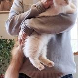 Photo de chat perdu à Loire Authion