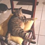 Photo de chat perdu à Massy