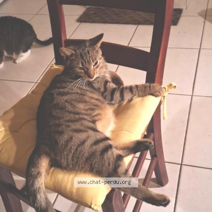 Photo 1/1 Chat retrouvé Perdu à Massy