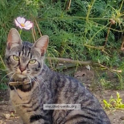 Photo 1/1 Scully Chat perdu à Villedommange