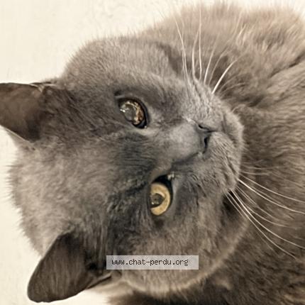 Photo 1/1 Chat retrouvé Perdu à Nantes