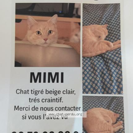 Photo 1/1 Mimi Chat perdu à Rodez