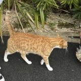 Photo de chat perdu à Chemere