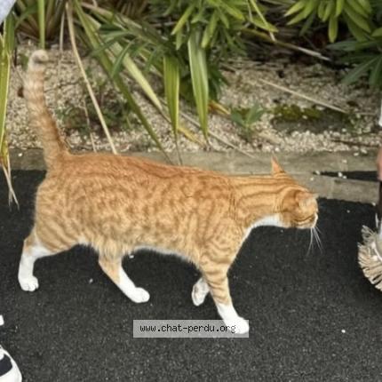 Photo 1/1 Tiki Chat perdu à Chemere