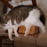 Photo de chat perdu à Boujan Sur Libron