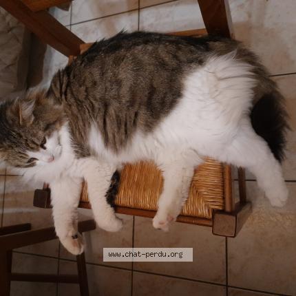 Photo 1/1 Minou Chat perdu à Boujan sur libron